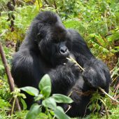  Bushokoro (Congo)